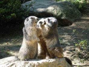 1-37-Parc-animalier-des-Pyrenees---Marmottes